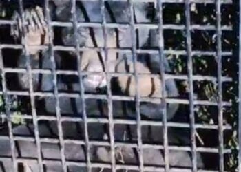 SALAH seekor beruang matahari yang berjaya ditangkap selepas memasuki perangkap yang dipasang Perhilitan di Kampung Kuala Por, Hulu Terengganu, hari ini. - UTUSAN/NOOR HAYATI MAMAT 