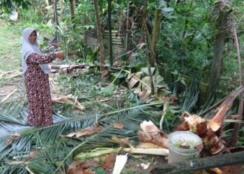 DAYANG Yahya menunjukkan pokok kelapa yang dimusnahkan gajah berhampiran kediamannya di Felda Neram II, Kemaman, hari ini. - UTUSAN/NIK NUR IZZATUL HAZWANI NIK ADNAN