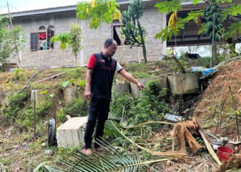 SUKRI Solanuddin menunjukkan pokok kelapa berhampiran rumahnya yang dipercayai dimusnahkan gajah liar jantan di Felda Perasu, Gua Musang, Kelantan. -UTUSAN/AIMUNI TUAN LAH