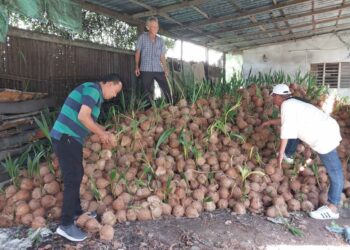 PEKEBUN menunjukkan kelapa yang tidak terjual sehingga banyak yang sudah bercambah di Bagan Datuk, Perak - UTUSAN/AIN SAFRE BIDIN