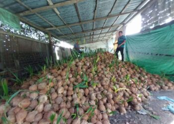 PEKEBUN menunjukkan kelapa yang tidak terjual sehingga sudah bercambah di Bagan Datuk. - UTUSAN/AIN SAFRE BIDIN
