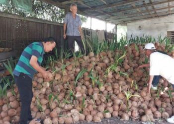 PEKEBUN menunjukkan kelapa yang tidak terjual sehingga banyak yang sudah bercambah di Bagan Datuk. - UTUSAN/AIN SAFRE BIDIN