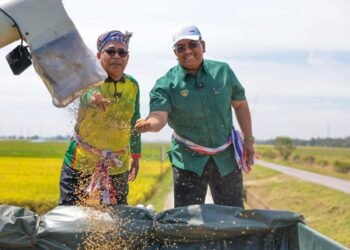 MUHAMMAD Sanusi Md. Nor (kanan) melihat benih padi ketika hadir ke Majlis Perasmian Tuaian Projek Padi Benih Smart SBBA LZNK di Padang Lumat, Yan, Kedah. - UTUSAN/ SHAHIR NOORDIN