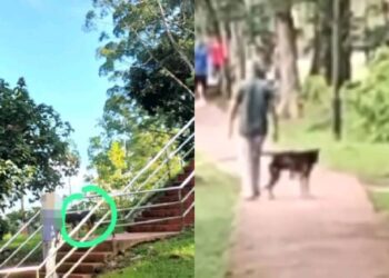 TULAR video dan gambar seorang individu berjalan bersama seekor anjing di Taman Rekreasi Awam Kuala Berang, Hulu Terengganu. - MEDIA  SOSIAL