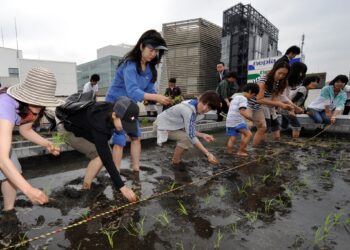 DI Jepun, penduduknya melakukan pengeluaran makanan termasuk menanam padi mengikut kemampuan dan persekitaran yang sesuai sama ada sebagai hobi atau apa-apa maksud sepatutnya. – AFP