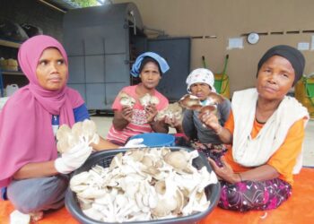 CEDONG Kapit (kanan) bersama peserta lain menunjukkan cendawan tiram kelabu yang diusahakan mereka di Kampung Kuala Lah, Gua Musang, Kelantan. - UTUSAN/AIMUNI TUAN LAH