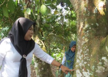 SABARIAH Mohamed Sayuti (kiri) menunjukkan bekas cakaran kuku beruang matahari yang membuat sarang di atas pokok rambutan di Kampung Jerek, Gua Musang, Kelantan.-UTUSAN/AIMUNI TUAN LAH