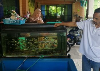ANUAR Kamaruddin dan isteri,  Sakinah Jusoh menunjukkan sebahagian ikan kelah yang dipelihara di rumah mereka di Kampung Jenagor, Hulu Terengganu. - UTUSAN/NOOR HAYATI MAMAT
