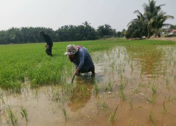 WAHID Mat Nor dan isterinya mengusahakan sawah mereka di Parit 10 Labu Kubong,  Chenderong Balai. Teluk Intan di Perak. - UTUSAN/AIN SAFRE BIDIN