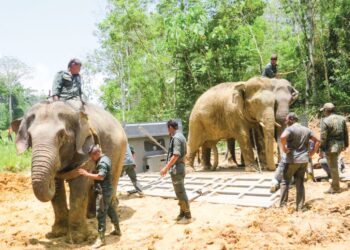 KONFLIK di antara hidupan liar dengan Orang Asli di Gua Musang, Kelantan perlu ditangani dengan sebaik mungkin. UTUSAN/AIMUNI TUAN LAH.