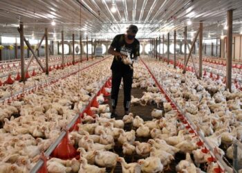 PENTERNAK ayam berharap kerajaan teruskan subsidi bersasar kepada penternak kecil dan sederhana.