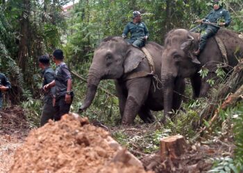 KONFLIK melibatkan  manusia-hidipan liar  menyebabkan kerugian kepada rakyat . -GAMBAR HIASAN