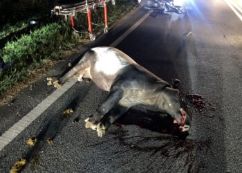 SEEKOR tapir mati dilanggar tiga penunggang motosikal dalam kejadian di Kilometer 79, Jalan Kota Tinggi-Kluang berhampiran Taman Sri Impian, Kluang.