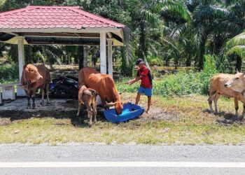 ABEL Razak Yusop menunjukkan lembu ternakannya yang dapat diselamatkan daripada dihanyut banjir 
di Kampung Batu 9, Jalan Changkat Jong di Teluk Intan. – UTUSAN/AIN SAFRE BIDIN