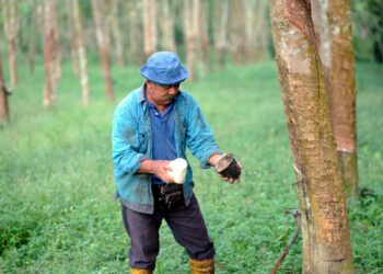 Pekebun kecil disaran jual getah kepada Lembaga Getah Malaysia (LGM) dan Pihak Berkuasa Kemajuan Pekebun Kecil Perusahaan Getah (RISDA)  agar mereka boleh terus menikmati pendapatan yang tinggi pada masa akan datang.