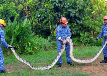 ANGGOTA APM Baling berjaya menangkap seekor ular sawa yang membaham seekor beruk peliharaan penduduk di Kampung Sera Ulu, Baling.