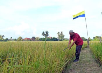 SEORANG pesawah, memeriksa keadaan padi yang sudah masak di sawahnya sebelum dituai di Kampung Bawah Bukit, Chuping, Perlis semalam. - UTUSAN/IZLIZAN OTHMAN/pemberita MOHD. HAFIZ ABD. MUTALIB