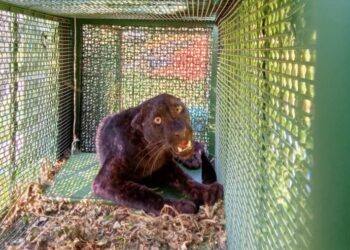 SEEKOR harimau kumbang berjaya ditangkap selepas masuk ke dalam perangkap yang dipasang Jabatan Perhilitan Negeri Sembilan di Kampung Beting Ulu, Kuala Pilah pada 27 September lalu.