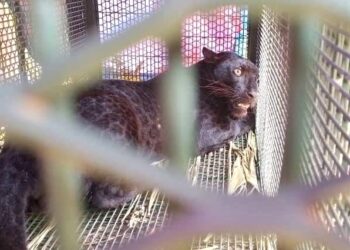 SEEKOR harimau kumbang yang berjaya ditangkap selepas masuk ke dalam perangkap yang dipasang pihak Jabatan Perhilitan Negeri Sembilan di Kampung Beting Ulu, Kuala Pilah baru-baru ini.