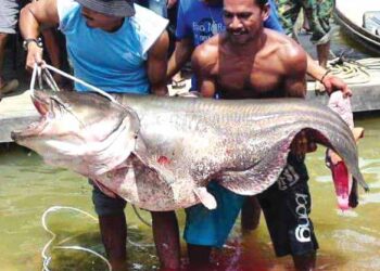 SABARUDDIN Abu Bakar (kanan) dibantu rakannya menaikkan ikan tapah seberat 67 kilogram ke daratan di Kampung Kuala Tahan di Jerantut, Pahang.