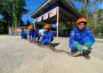 ANGGOTA APM Pasir Mas menunjukan ular sawa yang masuk perangkap di Kampung Batu Karang,Rantau Panjang, Kelantan-IHSAN APM PASIR MAS