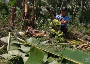MUHAMMAD Husaini Mohd. Hassan menunjukkan sebahagian pokok pisang  dirosakkan sekumpulan gajah liar di Kampung Padang Setar, Hulu Terengganu. - UTUSAN/NOOR HAYATI MAMAT