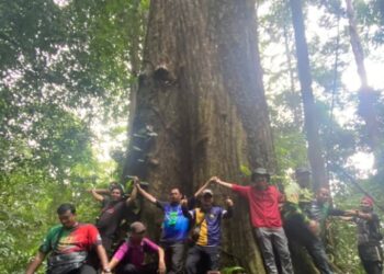 POKOK cengal terbesar di Malaysia menjadi tarikan pelancong berkunjung di Hutan Simpan Pasir Raja, Hulu Dungun, Dungun. -UTUSAN/NOOR HAYATI MAMAT
