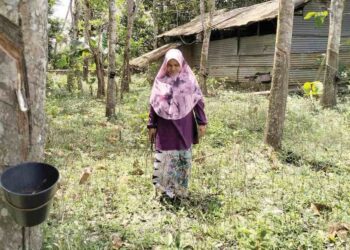 ZIZAH Syafie tetap bersemangat untuk keluar menoreh di kebun yang diusahakan secara pawah di Kampung Serongga, Pasir Mas, Kelantan. – UTUSAN/ROHANA ISMAIL