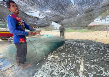 MOHAMMAD Ibrahim (kiri) menunjukan hasil ikan tamban yang dipukatnya di pesisir Pantai Kampung Pachakan, Pasir Puteh, Kelantan, hari ini. UTUSAN/TOREK SULONG