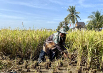 NEGERI Sembilan menjangkakan mampu mengeluarkan padi enam tan per hektar jika diuruskan secara sistematik. - GAMBAR HIASAN