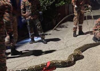 SEEKOR ular sawa sepanjang empat meter berjaya ditangkap pasukan bomba di jeti pendaratan ikan, berhampiran Pasar Besar Chukai, Kemaman, malam tadi.