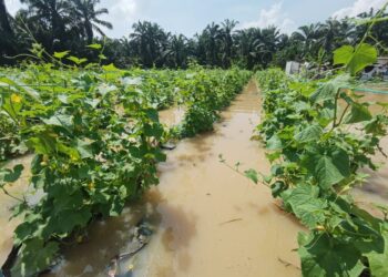 KEBUN timun milik Ahmad Irham Mohd. Noor di Kampung Sri Tanjung, Dengkil, Selangor dinaiki air petang kelmarin akibat hujan lebat dan limpahan air Sungai Langat. – UTUSAN/MOHD HUSNI MOHD NOOR