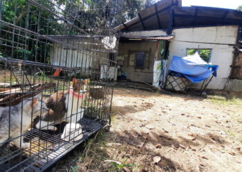 SEBAHAGIAN kucing yang berada di dalam sangkar sempat diselamatkan anggota bomba dalam kebakaran sebuah rumah di Kampung Pondok Labu, Keladi di Kulim. -UTUSAN/AZAHAR HASHIM