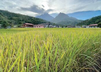 KAWASAN tanaman padi sawah di Kampung Tambatuon, Kota Belud.