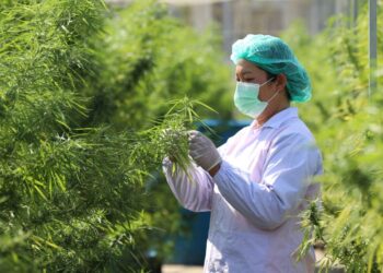 PEKERJA memeriksa pokok ganja yang ditanam di wilayah Prachinburi, Thailand. - AFP