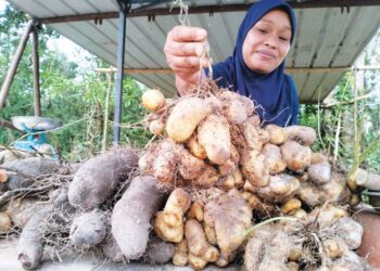NURUL Aina Mohd. Jidin menunjukkan ubi itik yang mendapat permintaan tinggi di musim banjir di Rantau Panjang, Kelantan-UTUSAN/ROHANA ISMAIL