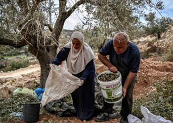 PENDUDUK Palestin menuai buah zaitun yang sudah masak di Ramallah, Tebing Barat. - AFP