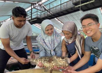 FAIHANNA Ching Abdullah menunjukkan ikan kerapu harimau yang digunakan bagi menghasilkan baka kacukan kerapu hibrid.