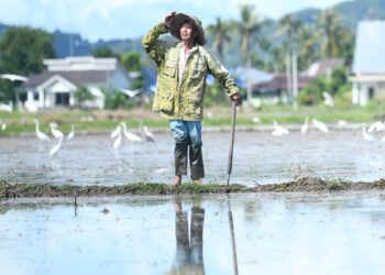 SEORANG pesawah melihat sawahnya yang sudah siap dibajak tetapi masih belum dapat ditanam dengan padi berikutan kelewatan 
bekalan benih di Utan Aji, Kangar, Perlis semalam. – UTUSAN/IZLIZAN OTHMA