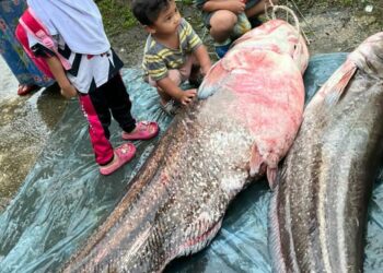 IKAN tapah seberat 75 kg yang terperangkap dalam pukat yang dipasang Ahmad Zalir Awang di Sungai Nerus, Manir, Kuala Terengganu, hari ini. - UTUSAN/KAMALIZA KAMARUDDIN