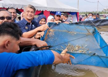 MUHAMMAD FAIZ Fadzil (empat dari kiri) menunjukkan udang putih yang diternak di tapak projek ternakan udang dalam kolam fasa dua di Kampung Sebatu, Sungai Rambai, Melaka. - UTUSAN/MUHAMMAD SHAHIZAM TAZALI