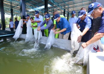 BAKRI Sawir (tengah) bersama Adnan dan Nordin melepaskan benih ikan keli ke kolam ternakan pada Program Kesedaran Amalan Akuakultur Baik Ke Arah Pensijilan MyGAP, Penyerahan Sijil MyGAP dan Mesin Extruder M-Spex di Institusi Pemulihan Dadah Penjara Jelebu, Jelebu hari ini.-UTUSAN/MOHD. SHAHJEHAN MAAMIN.