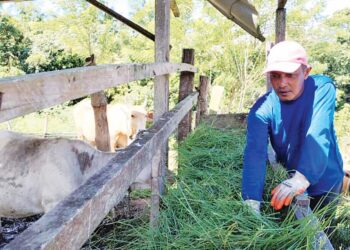ISMADI Ibrahim menyediakan rumput untuk lembu ternakannya yang ditempatkan di dalam kandang di pusat pemulihan yang disediakan di Kampung Sungai Tarom, Setiu, semalam. – UTUSAN/ WAN ZURATIKAH IFFAH WAN ZULKIFLI