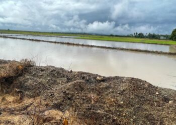 SEBAHAGIAN petak sawah yang masih kosong disebabkan kesukaran pesawah mendapatkan benih padi di Semerak, Pasir Puteh, Kelantan. – UTUSAN/TOREK SULONG
