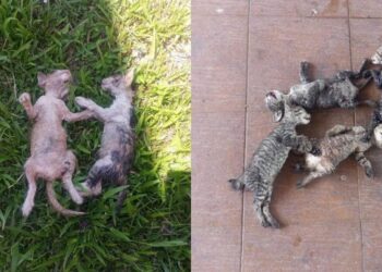 SEBAHAGIAN daripada 10 ekor kucing yang ditemukan mati dipercayai direndam air panas di Pasar Borong Temin, Jalan Jerantut-Temerloh di Jerantut, Pahang. - FOTO/IHSAN FB PERSATUAN HAIWAN MALAYSIA