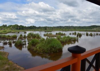 TASIK Bera sebagai sebuah Tapak Ramsar pertama di negara ini sepatutnya telah mempunyai banyak maklumat yang boleh dikongsikan khususnya tentang flora, fauna, ekologi dan penglibatan penduduk tempatan. - UTUSAN/SALEHUDIN MAT RASAD