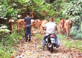 PENTERNAK menjaga lembu ternakan mereka di Kampung Jahang, Gopeng setelah wujud kebimbangan mengenai kemunculan harimau belang di kawasan tersebut. - UTUSAN