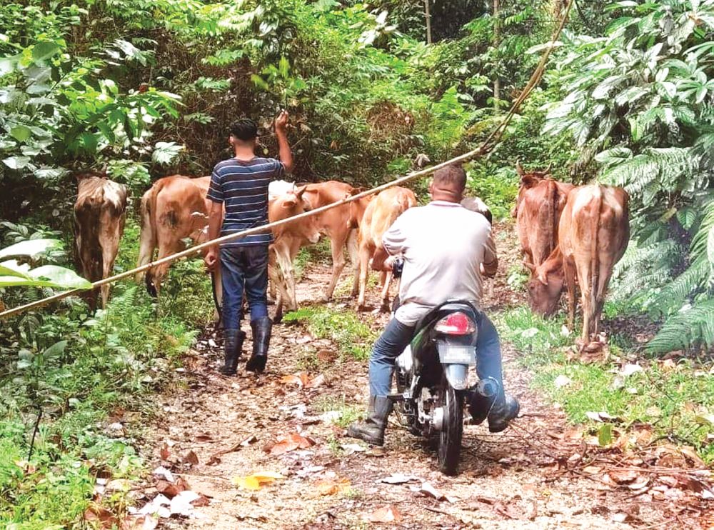 Penternak rugi RM15,000 enam lembu mati dibaham harimau
