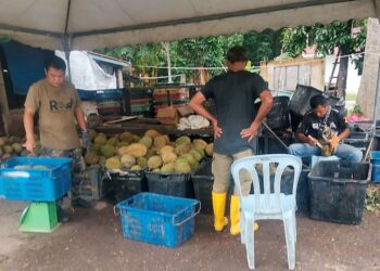 PERAIH durian mengumpul buah yang dibawa penduduk dari dusun durian di Kampung Jahang, Gopeng. - UTUSAN/AIN SAFRE BIDIN