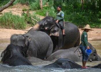 PENJAGA gajah memandikan gajah di sungai sebelum menjalani latihan harian bersama mamalia itu di Perkampungan Konservasi Gajah Kenyir (KECV) baru-baru ini. - UTUSAN/PUQTRA HAIRRY